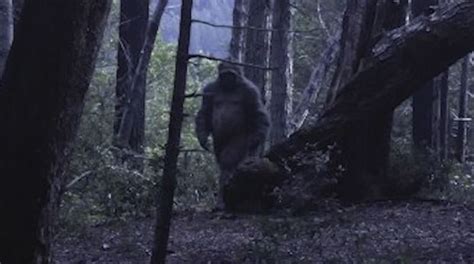 The Science Behind the Curse of Bigfoot